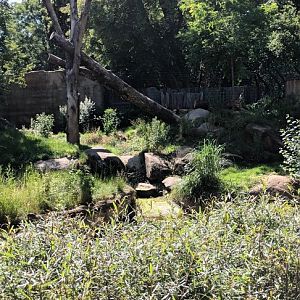 African Lion Enclosure