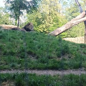 Max and Benni the African Lions