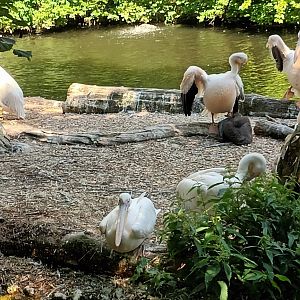 Eastern white Pelicans