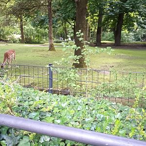 Persian Fallow Deer Enclosure