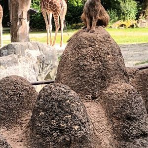 Slender tailed Meerkat and Reticulated Giraffe