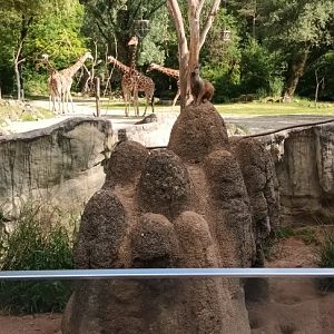 Slender tailed Meerkat Enclosure with Reticulated Giraffes in the Background