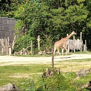 Reticulated Giraffe Enclosure