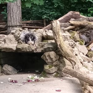 Indian crested Porcupine Enclosure