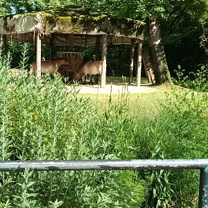 Przewalskis wild Horses