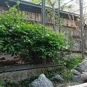 Lord Derbys Parakeet and Temmincks Tragopan Aviary