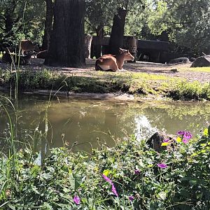 Javan Banteng Enclosure