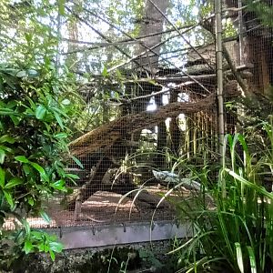 Silver Pheasant and Red billed blue Magpie Aviary