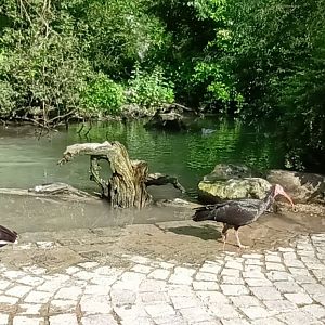 two Ibis Species one Photo