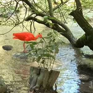 Scarlet Ibis