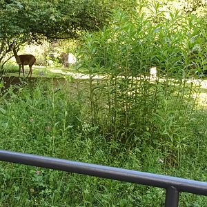 South American Pampas Enclosure