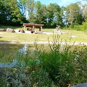 Wood Bison Enclosure