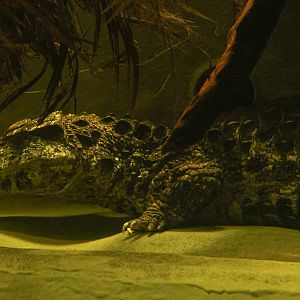 Schneider's dwarf caiman : Crocodiles of the World : 07 Jun 2024