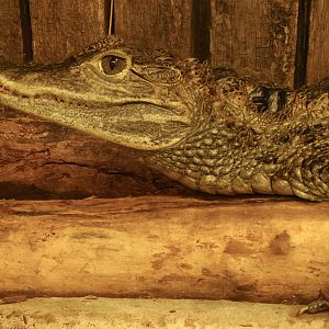 Spectacled caiman : Crocodiles of the World : 07 Jun 2024