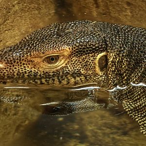 Mertens's water monitor : Crocodiles of the World : 07 Jun 2024