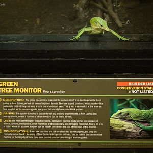 Green tree monitor : Crocodiles of the World : 07 Jun 2024