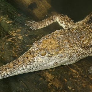 Freshwater crocodile : Crocodiles of the World : 07 Jun 2024
