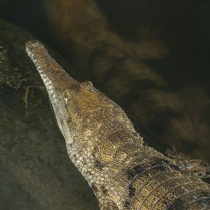 Freshwater crocodile : Crocodiles of the World : 07 Jun 2024