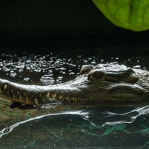 Slender-snouted crocodile : Crocodiles of the World : 07 Jun 2024