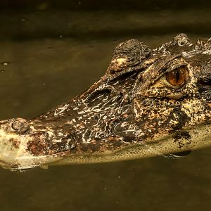 Black caiman : Crocodiles of the World : 07 Jun 2024