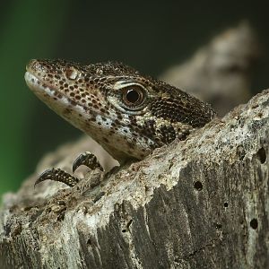 Peacock monitor : Crocodiles of the World : 07 Jun 2024