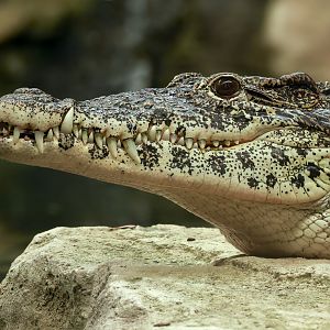 Cuban crocodile : Crocodiles of the World : 07 Jun 2024