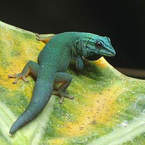Electric blue day gecko : Whipsnade : 09 Jun 2024