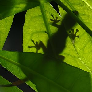 Electric blue day gecko : Whipsnade : 09 Jun 2024