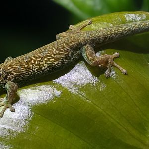 Electric blue day gecko : Whipsnade : 09 Jun 2024