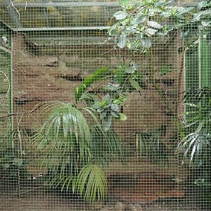 Java aviary - Black-winged myna, Pink-headed fruit-dove and Chestnut-bellied hill partridge, 2024-05-22