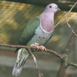 Pink-headed fruit-dove (Ptilinopus porphyreus), 2024-05-22