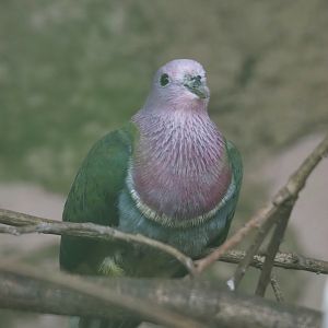 Pink-headed fruit-dove (Ptilinopus porphyreus), 2024-05-23