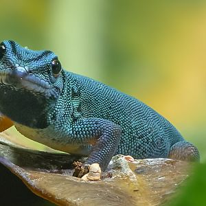 Electric blue day gecko : Whipsnade : 09 Jun 2024