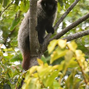 Barbara Brown's titi monkey (Callicebus barbarabrownae)
