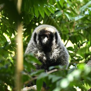 Barbara Brown's titi monkey (Callicebus barbarabrownae)