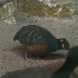 Chestnut-bellied hill partridge (Arborophila javanica), 2024-05-22