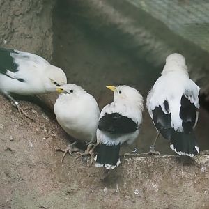 Black-winged mynas (Acridotheres melanopterus melanopterus), 2024-05-22
