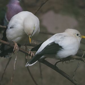 Black-winged mynas (Acridotheres melanopterus melanopterus), 2024-05-23
