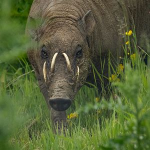 Babirusa : Whipsnade : 09 Jun 2024