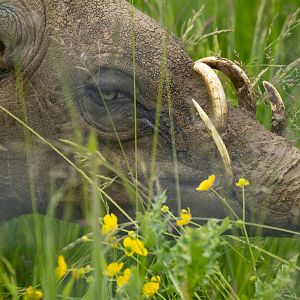 Babirusa : Whipsnade : 09 Jun 2024