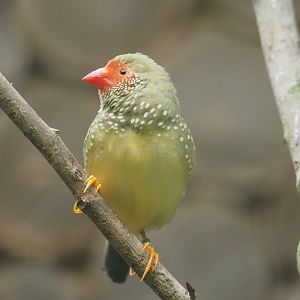 Star finch (Bathilda ruficauda), 2024-05-22