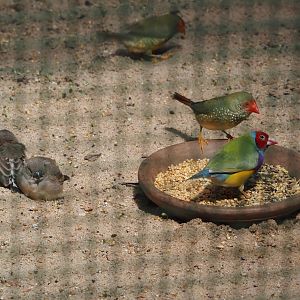 Australian zebra finches, Star finch and Gouldian finch, 2024-05-22