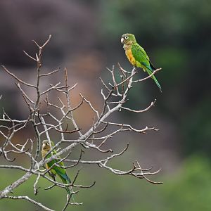 Cactus Parakeet Eupsittula cactorum