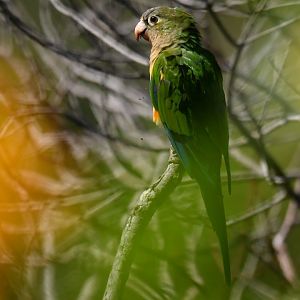 Cactus Parakeet Eupsittula cactorum