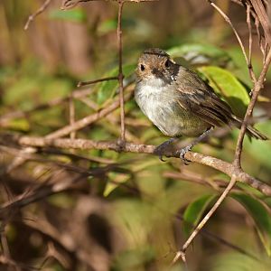 Tawny-crowned Scrub-Tyrant Euscarthmus meloryphus
