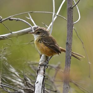 Rufous-sided Scrub-Tyrant Euscarthmus rufomarginatus