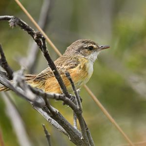 Rufous-sided Scrub-Tyrant Euscarthmus rufomarginatus