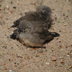 Juvenile Australian zebra finch (Taeniopygia castanotis), 2024-05-23