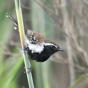 Sincora Antwren Formicivora grantsaui