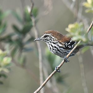 Sincora Antwren Formicivora grantsaui